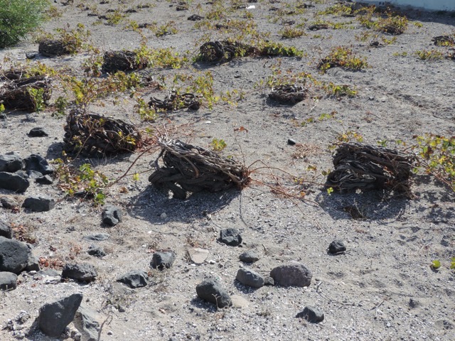 The lava ash soil holds the dew and the leaves on the ground help by shading.