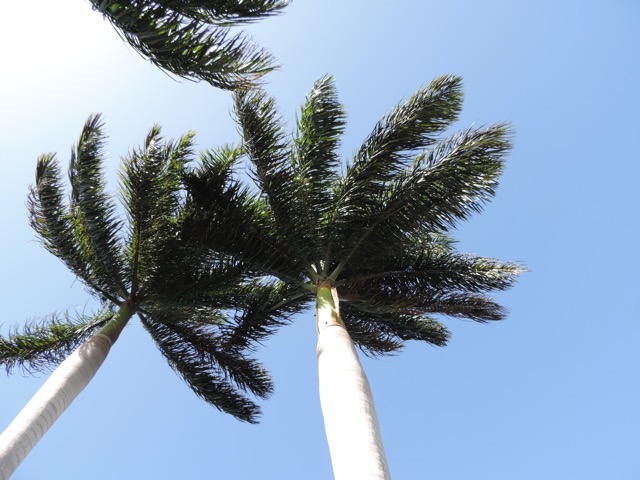 Blue sky and sun - got to love Fl. in January