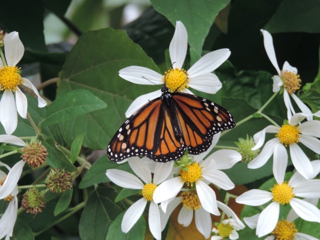 Butterflies at the Botanical Gardens
