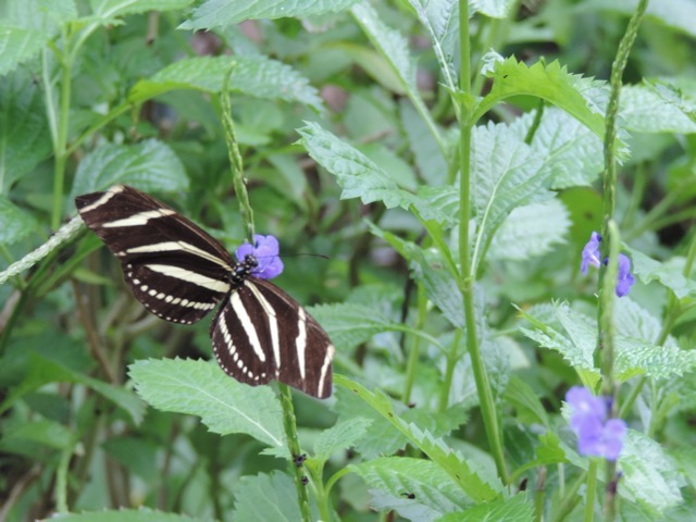 Naples Botanical Gardens