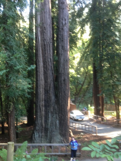 Katy in a redwood grove where we stayed overnight