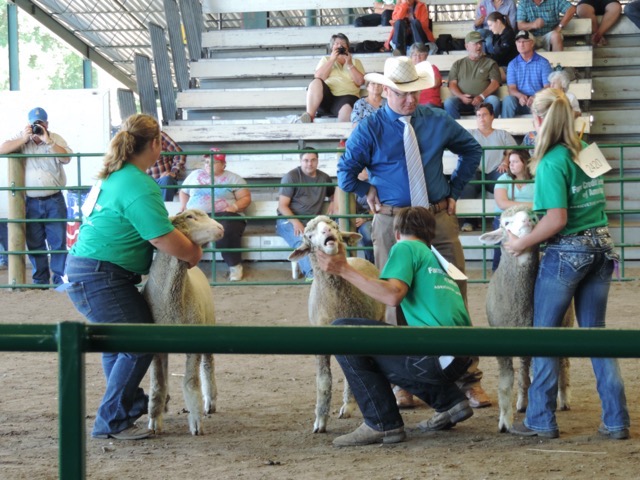 Sheep judging