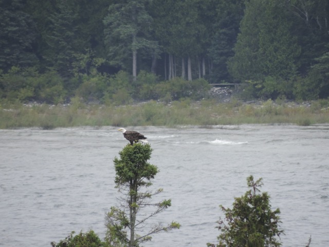 Bald Eagle as seen from Cana Island Lighthouse