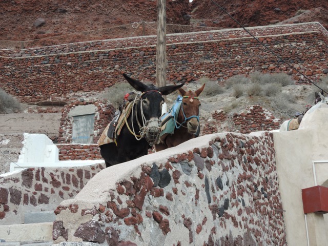 There were mules to ride but we drove down where there was a little parking.