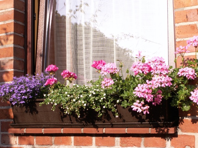 Katy putters around with flower boxes some years