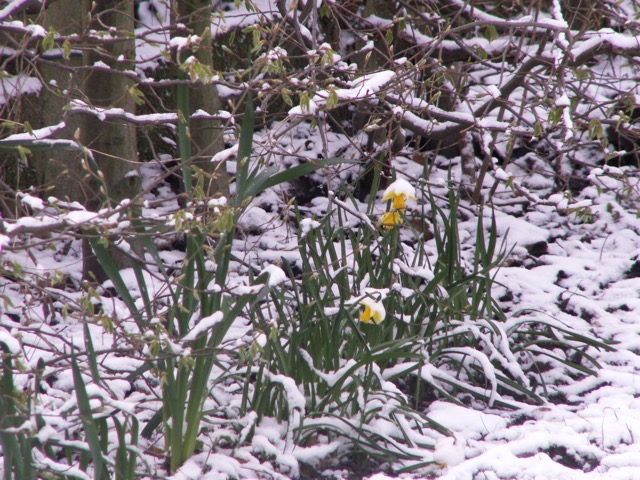 Spring flowers in the hedge