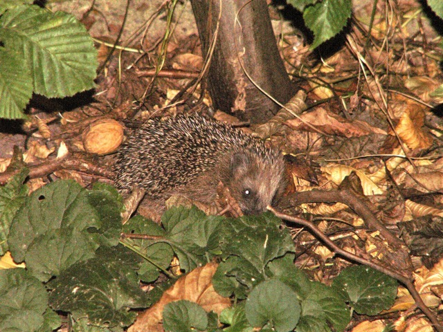 A hedgehog in the hedge
