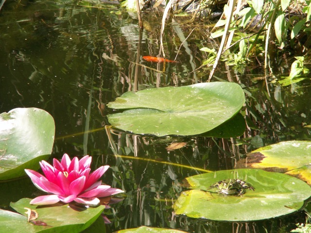 The frogs come every year on their own, the fish were eaten by the Heron