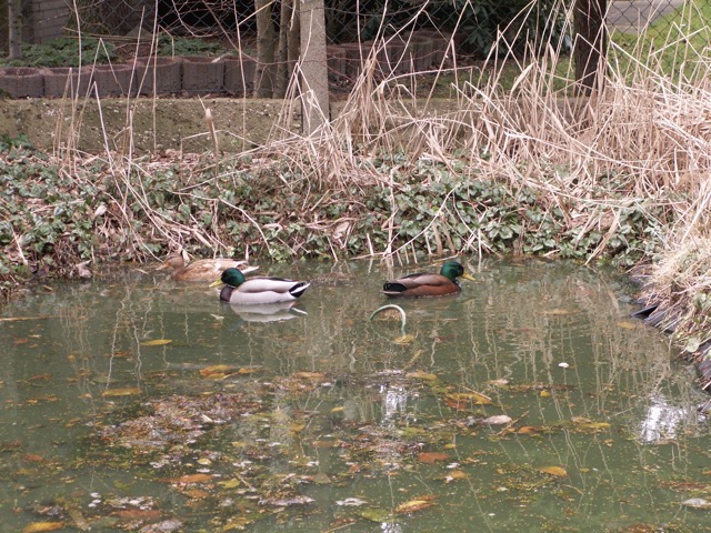 In the Spring we often have ducks who come for a weeks vacation before moving on