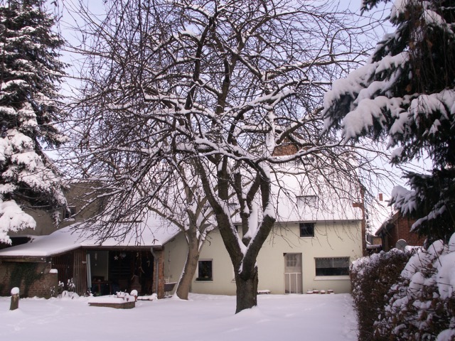 Winter in the backyard