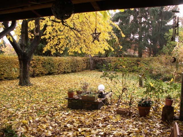 Fall in the backyard