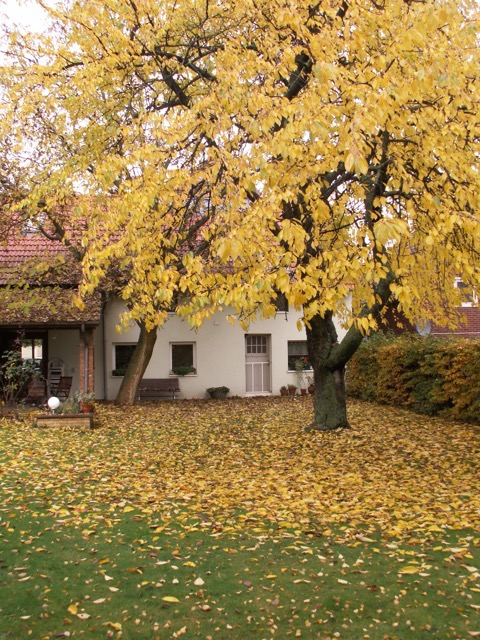 The cherry tree clothed in Fall color