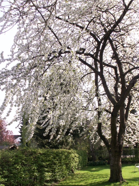 The cherry tree clothed in Spring blooms