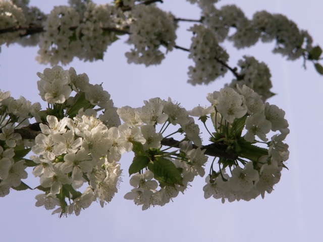 The cherry tree in bloom