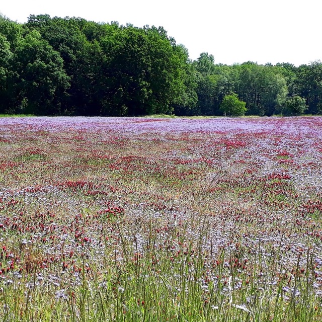 A field in bloom