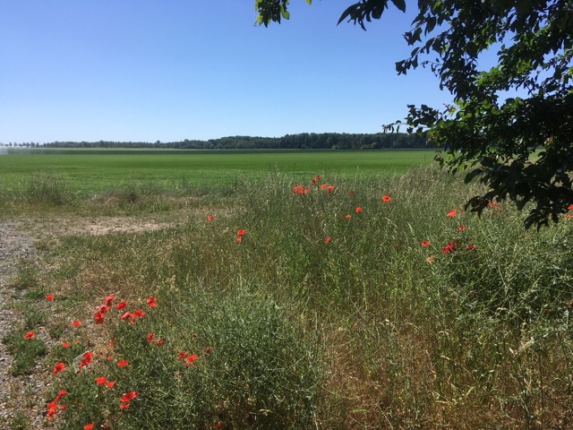 Poppies were in bloom everywhere