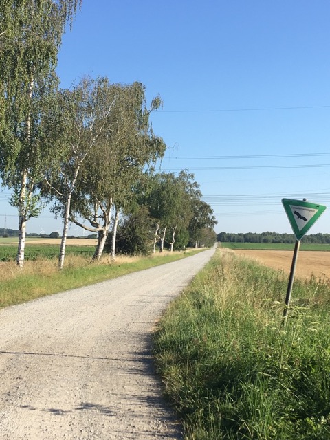 Along this back road were deer and hawks to be seen